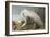 Illustration from 'Birds of America', 1827-38-John James Audubon-Framed Giclee Print