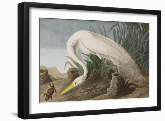 Illustration from 'Birds of America', 1827-38-John James Audubon-Framed Giclee Print