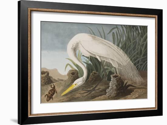 Illustration from 'Birds of America', 1827-38-John James Audubon-Framed Giclee Print