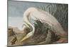 Illustration from 'Birds of America', 1827-38-John James Audubon-Mounted Giclee Print