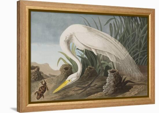 Illustration from 'Birds of America', 1827-38-John James Audubon-Framed Premier Image Canvas