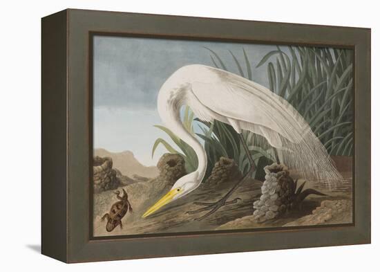 Illustration from 'Birds of America', 1827-38-John James Audubon-Framed Premier Image Canvas