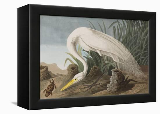 Illustration from 'Birds of America', 1827-38-John James Audubon-Framed Premier Image Canvas