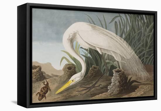 Illustration from 'Birds of America', 1827-38-John James Audubon-Framed Premier Image Canvas