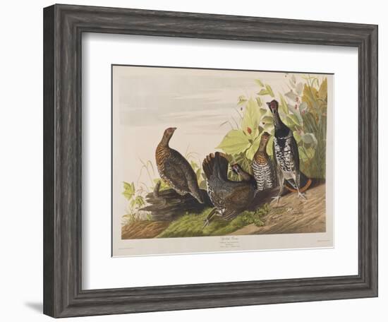 Illustration from 'Birds of America', 1827-38-John James Audubon-Framed Giclee Print