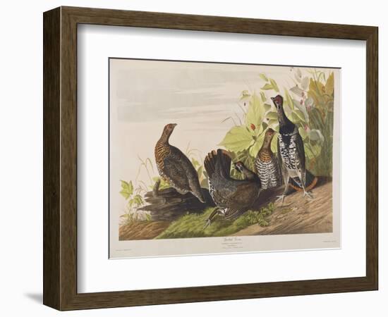 Illustration from 'Birds of America', 1827-38-John James Audubon-Framed Giclee Print