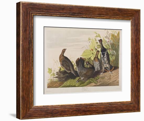 Illustration from 'Birds of America', 1827-38-John James Audubon-Framed Giclee Print