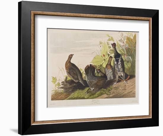 Illustration from 'Birds of America', 1827-38-John James Audubon-Framed Giclee Print