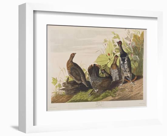 Illustration from 'Birds of America', 1827-38-John James Audubon-Framed Giclee Print