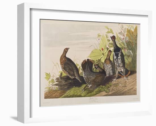 Illustration from 'Birds of America', 1827-38-John James Audubon-Framed Giclee Print