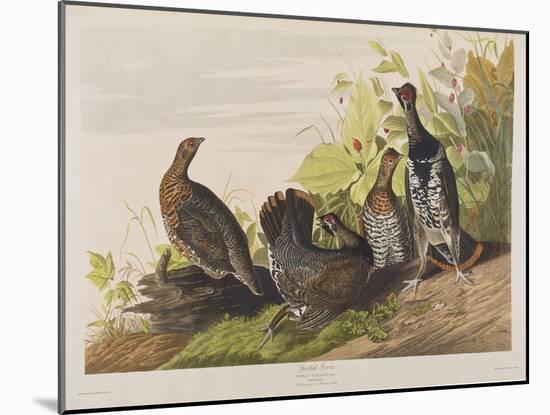 Illustration from 'Birds of America', 1827-38-John James Audubon-Mounted Giclee Print