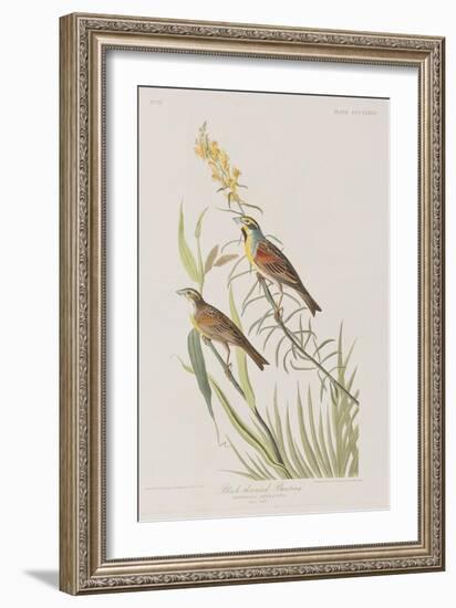 Illustration from 'Birds of America', 1827-38-John James Audubon-Framed Giclee Print