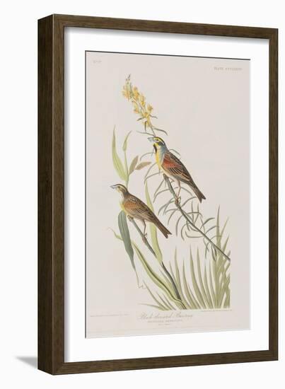 Illustration from 'Birds of America', 1827-38-John James Audubon-Framed Giclee Print