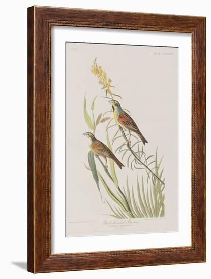 Illustration from 'Birds of America', 1827-38-John James Audubon-Framed Giclee Print