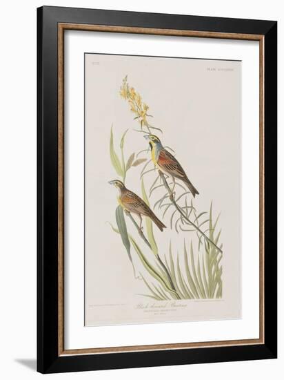 Illustration from 'Birds of America', 1827-38-John James Audubon-Framed Giclee Print