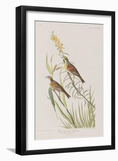 Illustration from 'Birds of America', 1827-38-John James Audubon-Framed Giclee Print