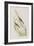 Illustration from 'Birds of America', 1827-38-John James Audubon-Framed Giclee Print