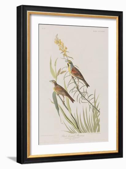 Illustration from 'Birds of America', 1827-38-John James Audubon-Framed Giclee Print