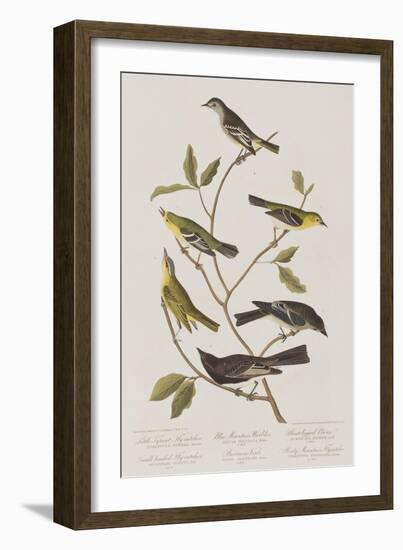 Illustration from 'Birds of America', 1827-38-John James Audubon-Framed Giclee Print