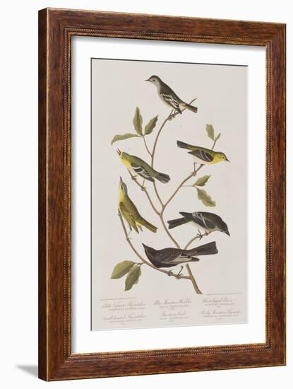 Illustration from 'Birds of America', 1827-38-John James Audubon-Framed Giclee Print