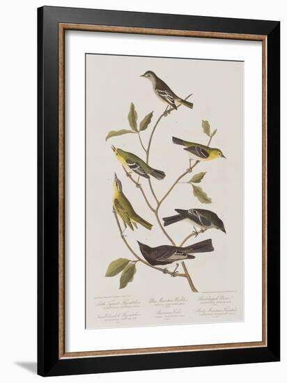 Illustration from 'Birds of America', 1827-38-John James Audubon-Framed Giclee Print