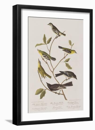 Illustration from 'Birds of America', 1827-38-John James Audubon-Framed Giclee Print