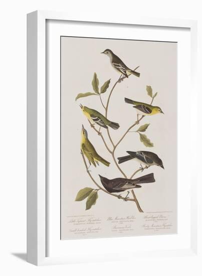 Illustration from 'Birds of America', 1827-38-John James Audubon-Framed Giclee Print