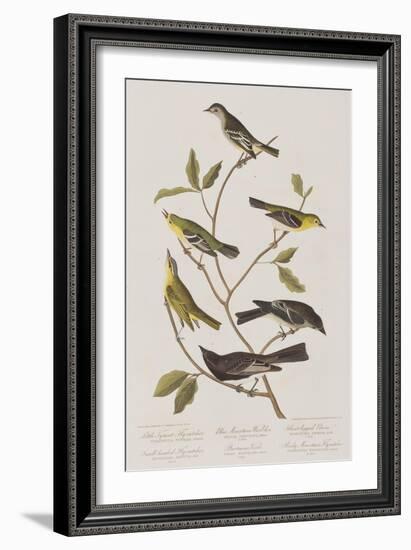 Illustration from 'Birds of America', 1827-38-John James Audubon-Framed Giclee Print