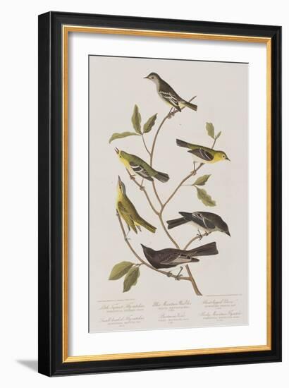 Illustration from 'Birds of America', 1827-38-John James Audubon-Framed Giclee Print