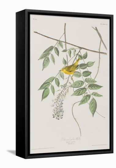 Illustration from 'Birds of America', 1827-38-John James Audubon-Framed Premier Image Canvas