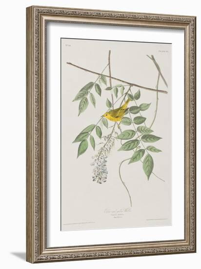 Illustration from 'Birds of America', 1827-38-John James Audubon-Framed Giclee Print