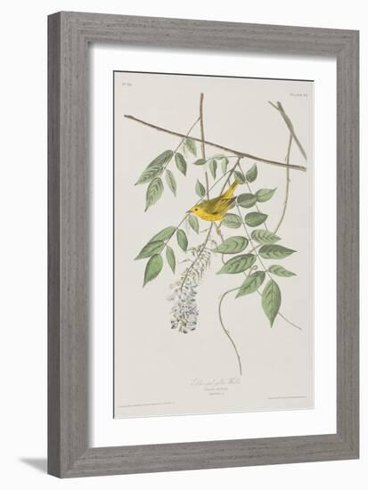 Illustration from 'Birds of America', 1827-38-John James Audubon-Framed Giclee Print