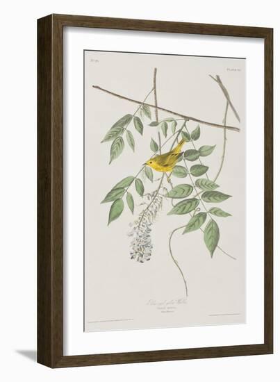 Illustration from 'Birds of America', 1827-38-John James Audubon-Framed Giclee Print