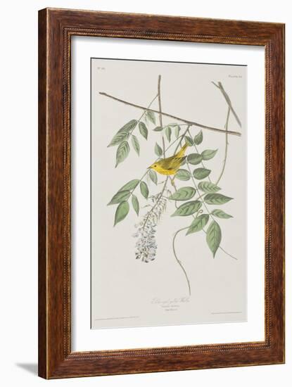 Illustration from 'Birds of America', 1827-38-John James Audubon-Framed Giclee Print