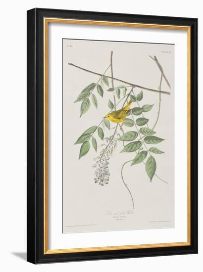 Illustration from 'Birds of America', 1827-38-John James Audubon-Framed Giclee Print