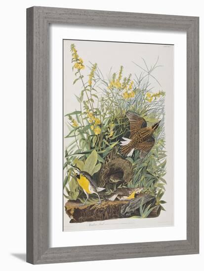 Illustration from 'Birds of America', 1827-38-John James Audubon-Framed Giclee Print