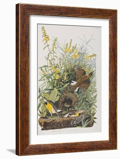 Illustration from 'Birds of America', 1827-38-John James Audubon-Framed Giclee Print