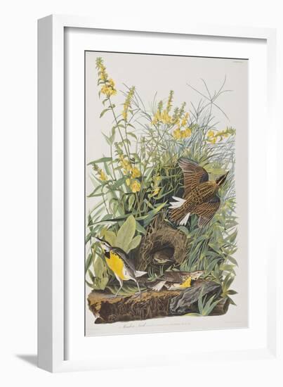 Illustration from 'Birds of America', 1827-38-John James Audubon-Framed Giclee Print