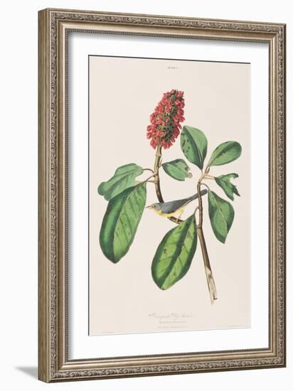 Illustration from 'Birds of America', 1827-38-John James Audubon-Framed Giclee Print