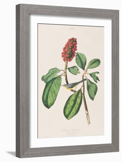 Illustration from 'Birds of America', 1827-38-John James Audubon-Framed Giclee Print