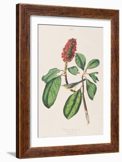 Illustration from 'Birds of America', 1827-38-John James Audubon-Framed Giclee Print