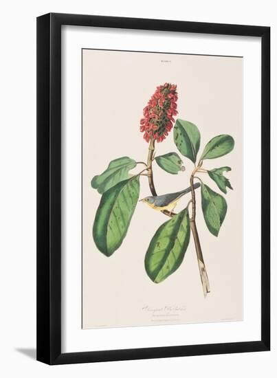 Illustration from 'Birds of America', 1827-38-John James Audubon-Framed Giclee Print