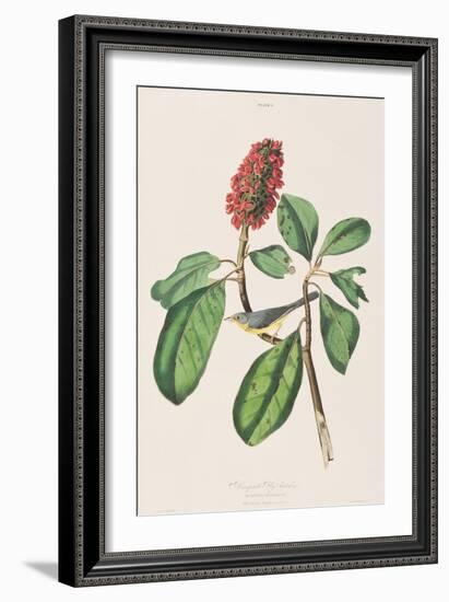 Illustration from 'Birds of America', 1827-38-John James Audubon-Framed Giclee Print