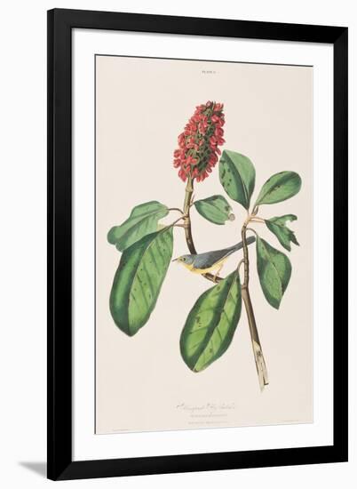 Illustration from 'Birds of America', 1827-38-John James Audubon-Framed Giclee Print