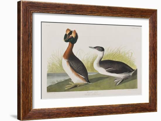 Illustration from 'Birds of America', 1827-38-John James Audubon-Framed Giclee Print