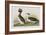 Illustration from 'Birds of America', 1827-38-John James Audubon-Framed Giclee Print