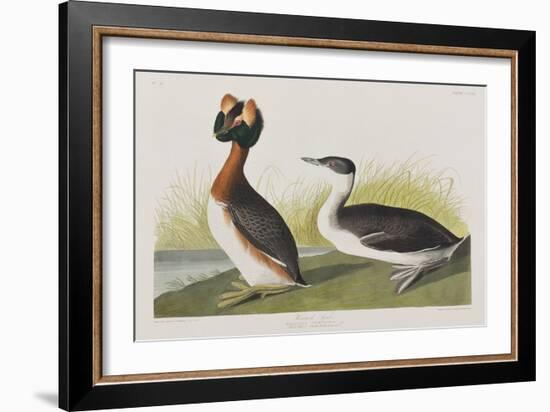 Illustration from 'Birds of America', 1827-38-John James Audubon-Framed Giclee Print