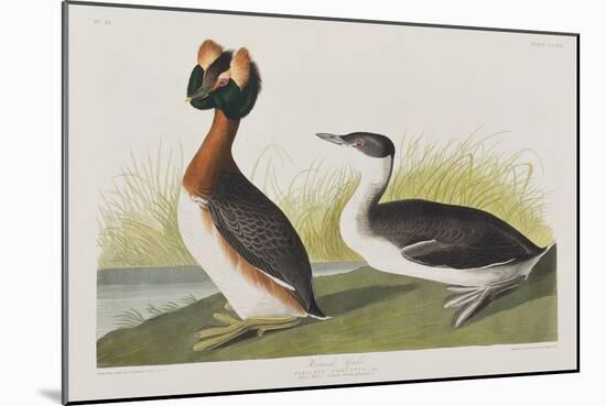 Illustration from 'Birds of America', 1827-38-John James Audubon-Mounted Giclee Print