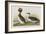 Illustration from 'Birds of America', 1827-38-John James Audubon-Framed Giclee Print