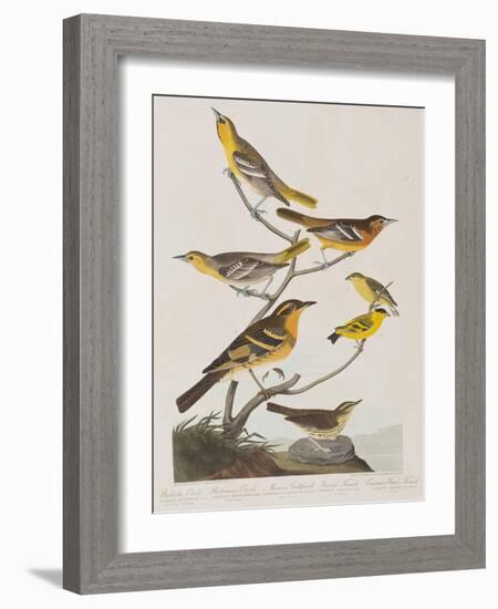 Illustration from 'Birds of America', 1827-38-John James Audubon-Framed Giclee Print